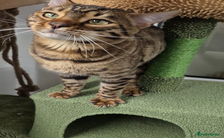 Bengal cats - Advert 2