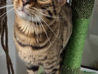 Bengal cats Bengal boy - Advert 14