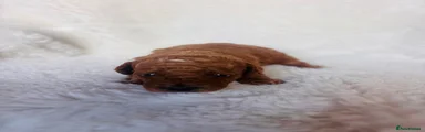 Puddles