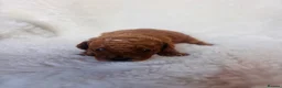 Cavapoo dogs for sale: Gorgeous litter of Cavapoo puppies  in King's Lynn - Advert 21