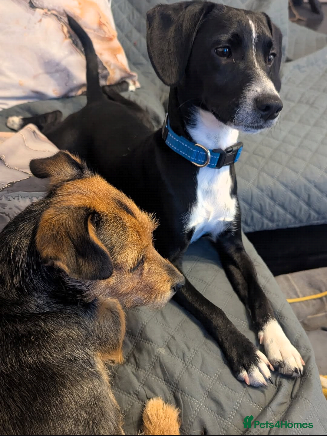 Mixed Breed dogs for sale: Puppies: Cocker Spaniel/Jack Russell  - Advert 3