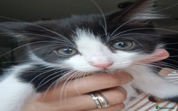 British Shorthair cats for sale: 5 kittens for sale( 4 female ,1 male - Image 12