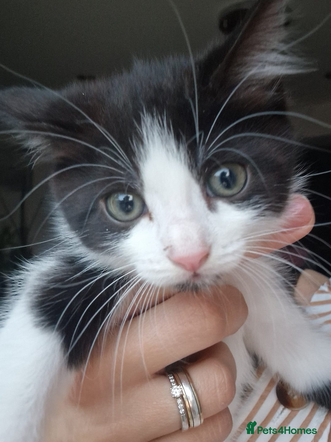 British Shorthair cats for sale: 5 kittens for sale( 4 female ,1 male - Image 12