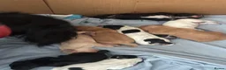 Mixed Breed dogs for sale: 6 adorable puppies  - Advert 3