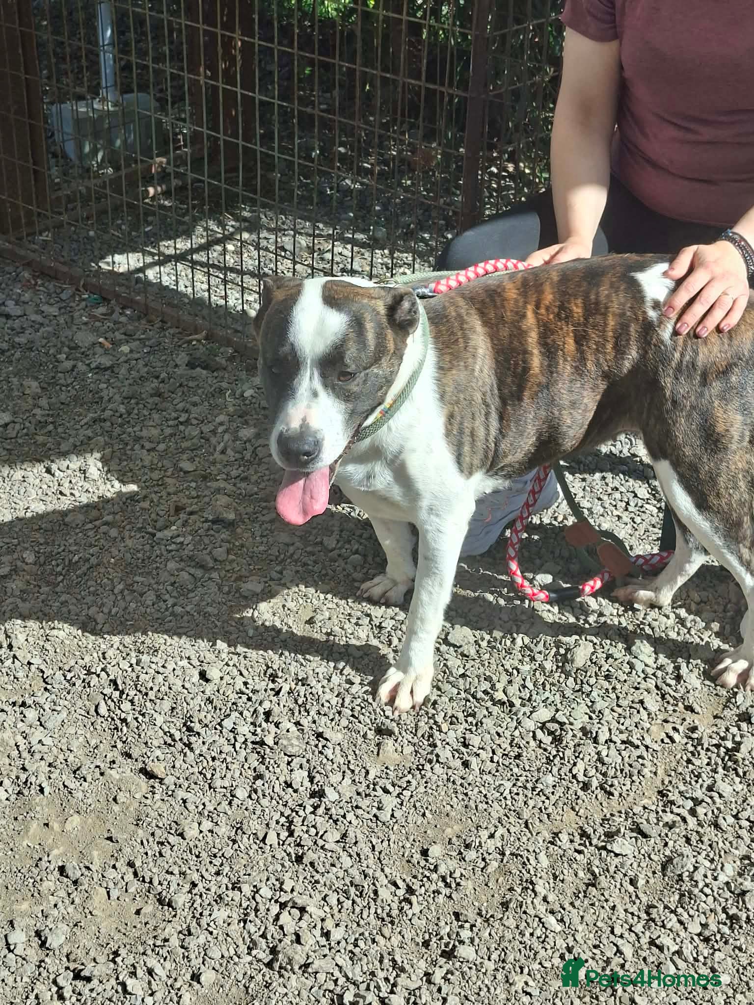 Mixed Breed dogs for adoption: Cherry urgently needs a foster or adoption  - Advert 4