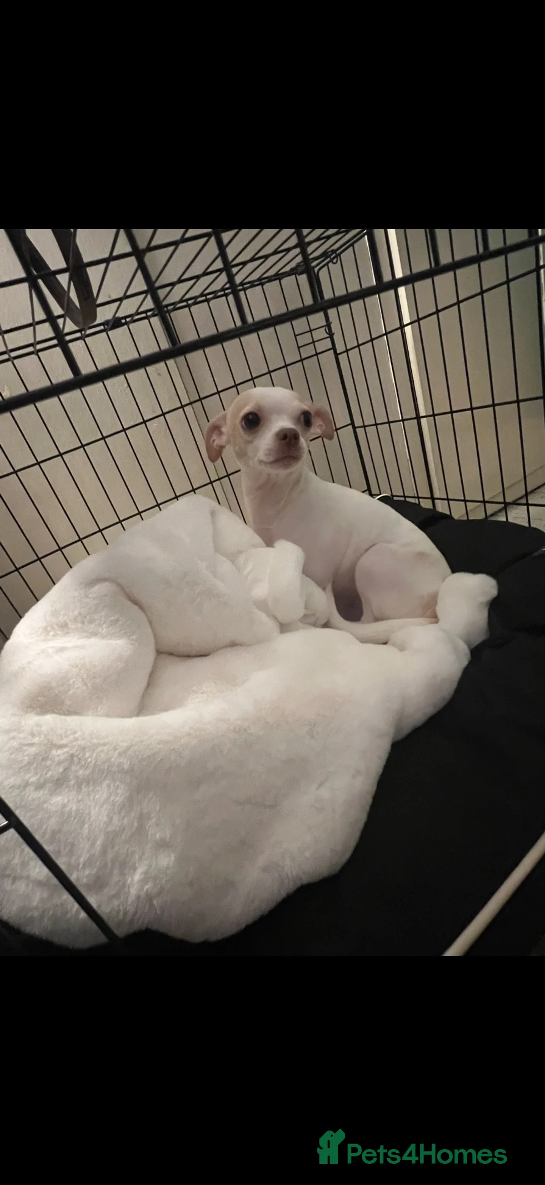 Chihuahua dogs for stud: Leo the chihuahua  in Sutton - Advert 5