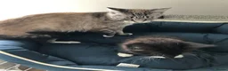Mixed Breed cats for sale: 1 beautiful female kitten for sale - Advert 7