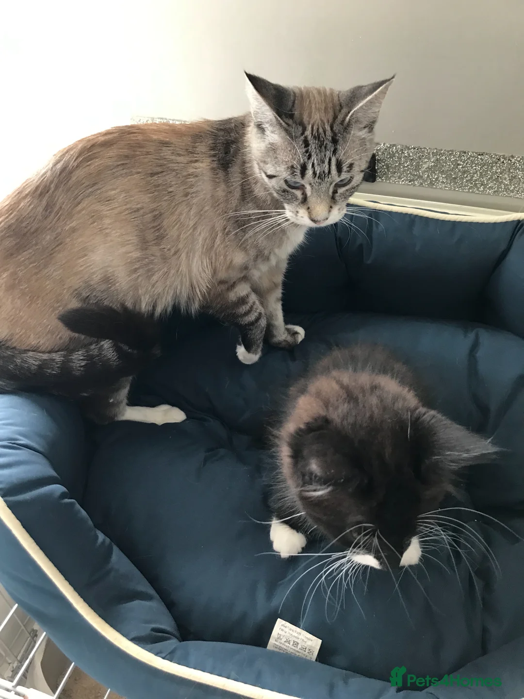 Mixed Breed cats for sale: 1 beautiful female kitten for sale - Advert 7