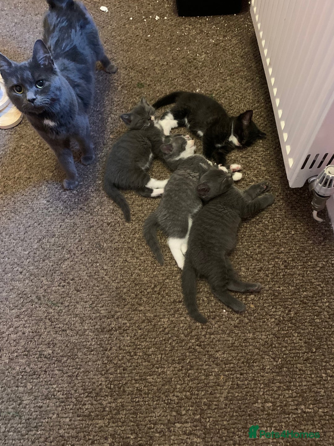 Mixed Breed cats for sale: Kittens  - Advert 4