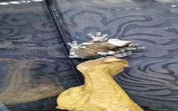 Frog reptiles for sale: 4 amazon milk frog's - Image 3
