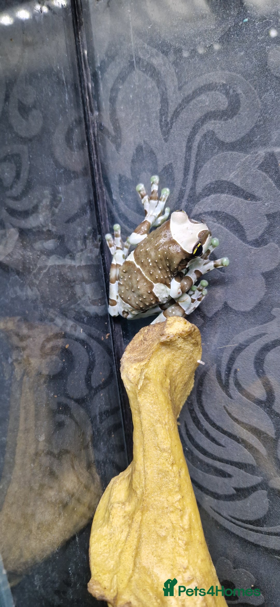 Frog reptiles for sale: 4 amazon milk frog's - Image 3