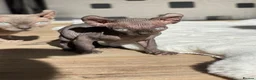 Sphynx cats for sale: 🐾 Beautiful Male Elf Sphynx Kitten  - Advert 3
