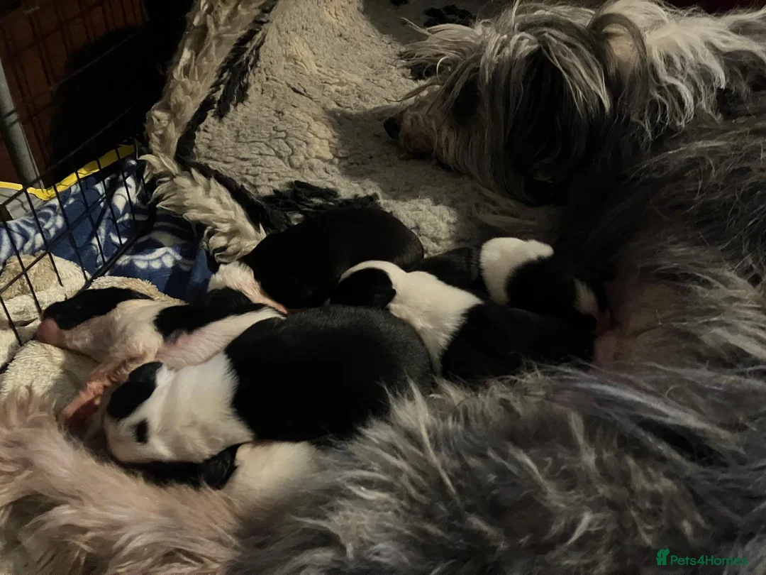 Mixed Breed dogs for sale: Beardie / Border Cross Puppies  in Falkirk - Advert 2