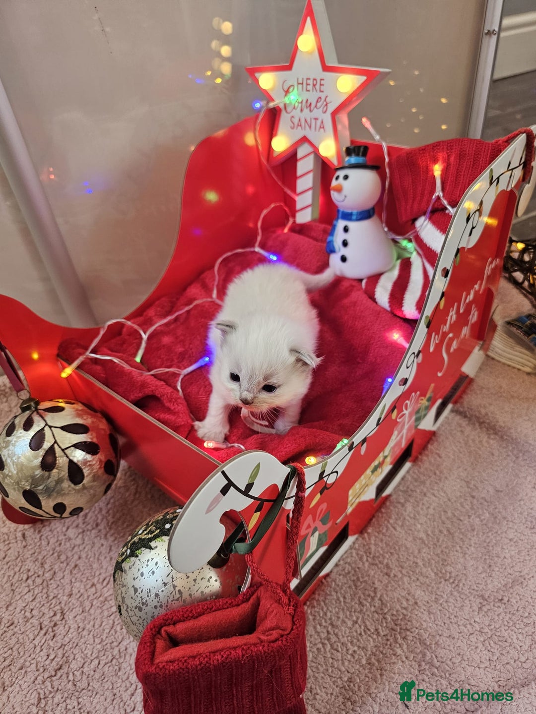 Ragdoll cats for sale: 8 beautiful ragdolls ready for Christmas 🎁 - Advert 16