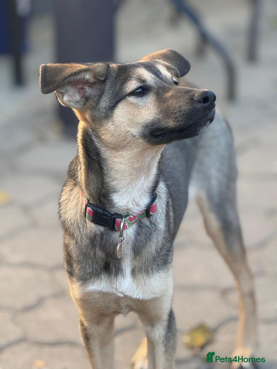 Mixed Breed dogs for adoption: MOCHI – a Superb young Girl for a Loving Home - Advert 31