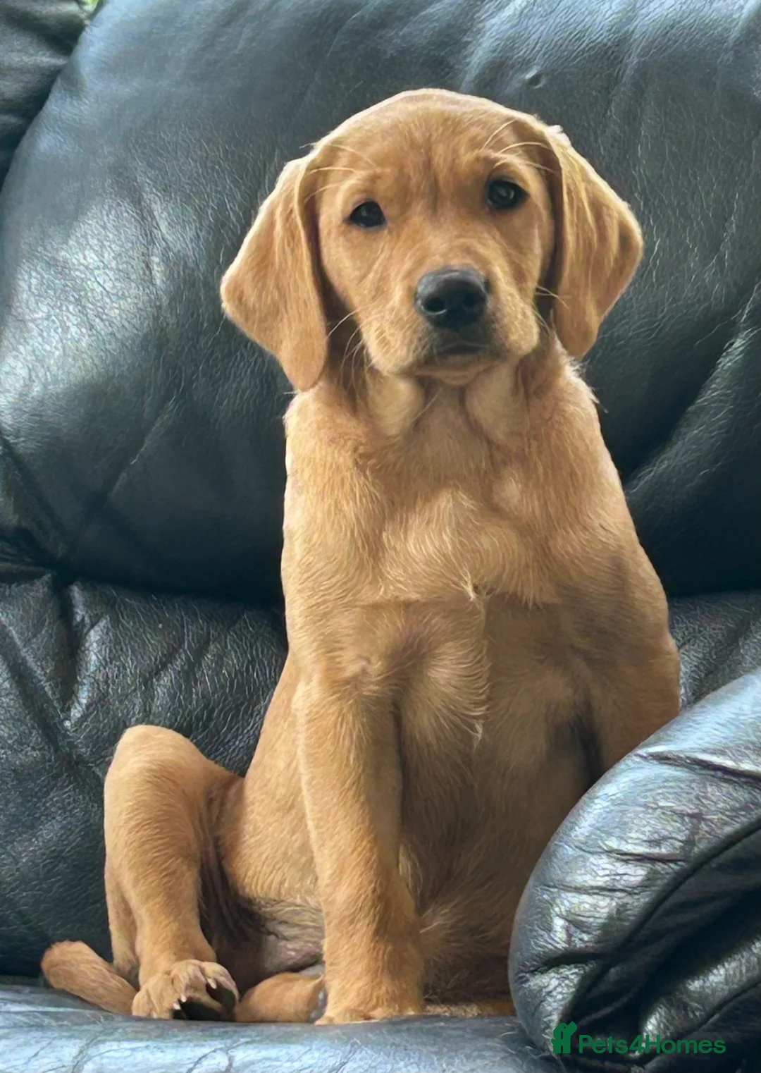 Labrador Retriever dogs for sale: Quality Best of Breed Lineage, Fox Red Lab Puppies - Advert 8