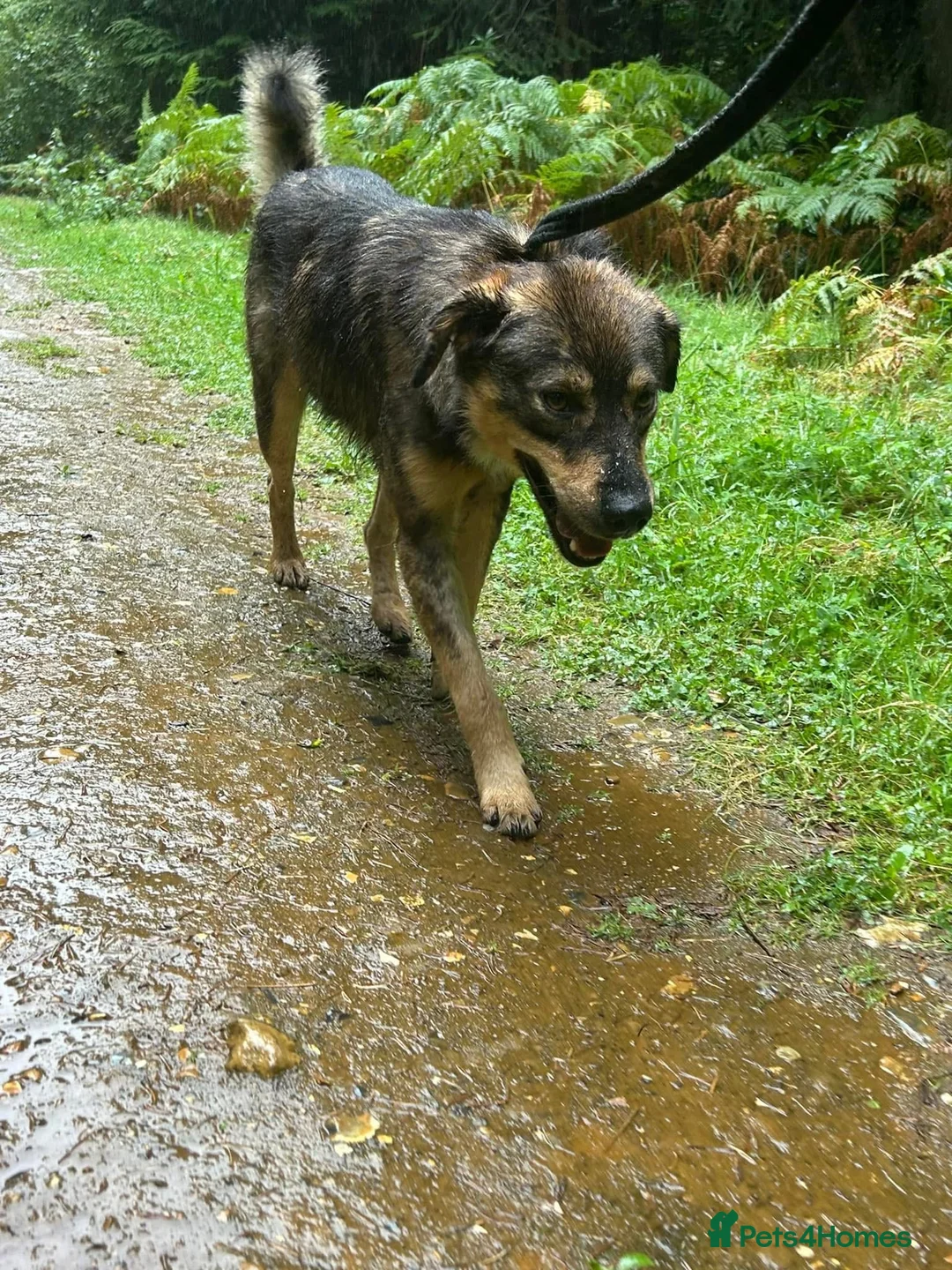 Mixed Breed dogs for adoption: Hovis - Norwich Norfolk  in Norwich - Advert 27