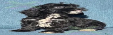 Cockapoo 6