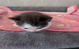 Maine Coon cats for sale: Maine coone Cross  - Image 5