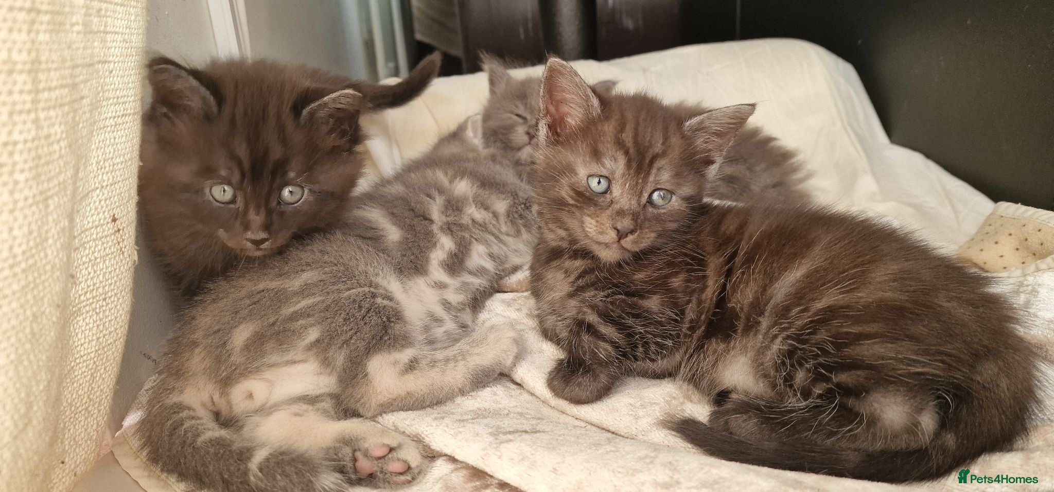 Mixed Breed cats Marble Bengal x Maine Coon kittens - Advert 1