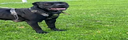 Cane Corso dogs for sale: X4 female cane corso  - Advert 5