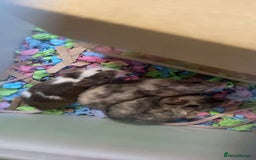 Mouse rodents for sale: 5 female mice to go together - Image 1