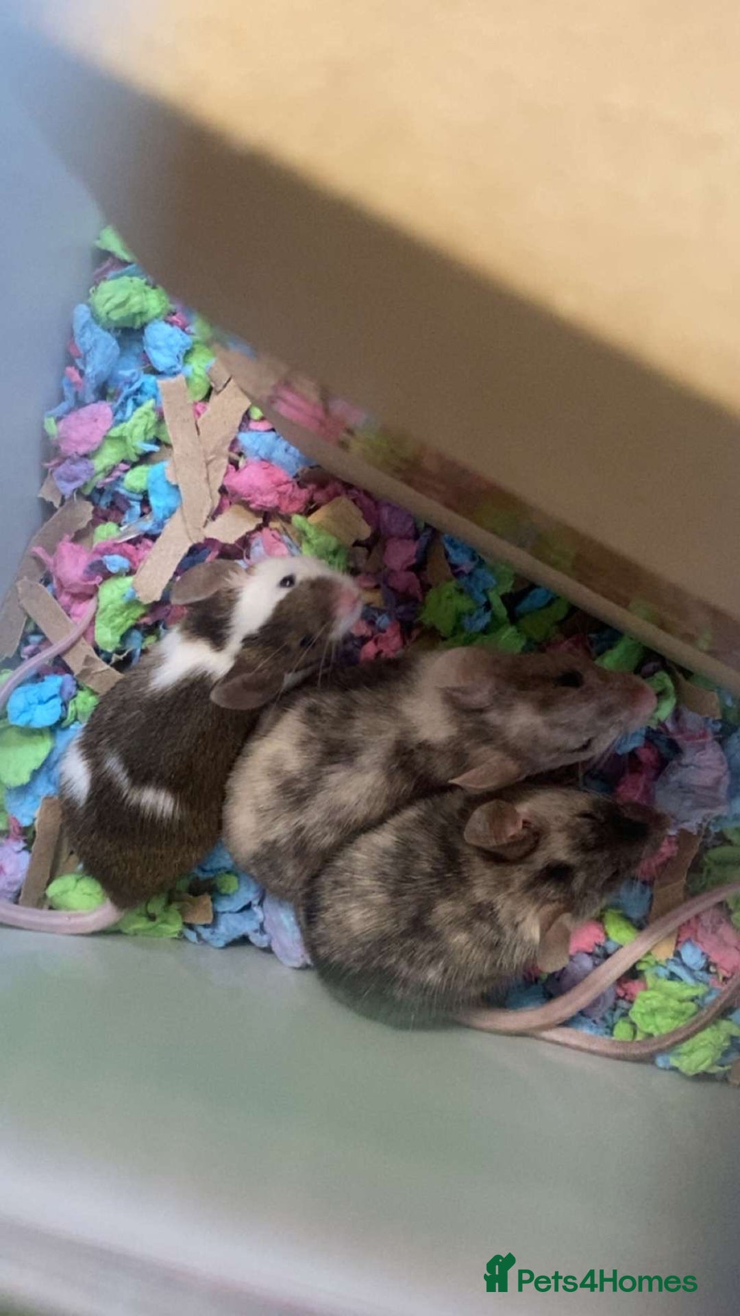 Mouse rodents for sale: 5 female mice to go together - Image 1