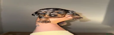 Dachshund 2