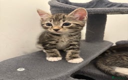 Bengal cats for sale: 3 bengal cross kittens  - Image 4
