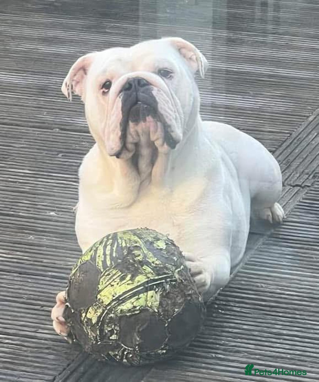 English Bulldog dogs for sale: Beautiful bulldog x rotty mastiff - Advert 33