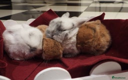 Mini Lop rabbits for sale: Adorable Purebred Mini Lop Babies - Image 1