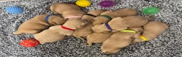 Golden Retriever dogs for sale: 🏆KC FCI DAD Titled Champion Health Certificated - Advert 4