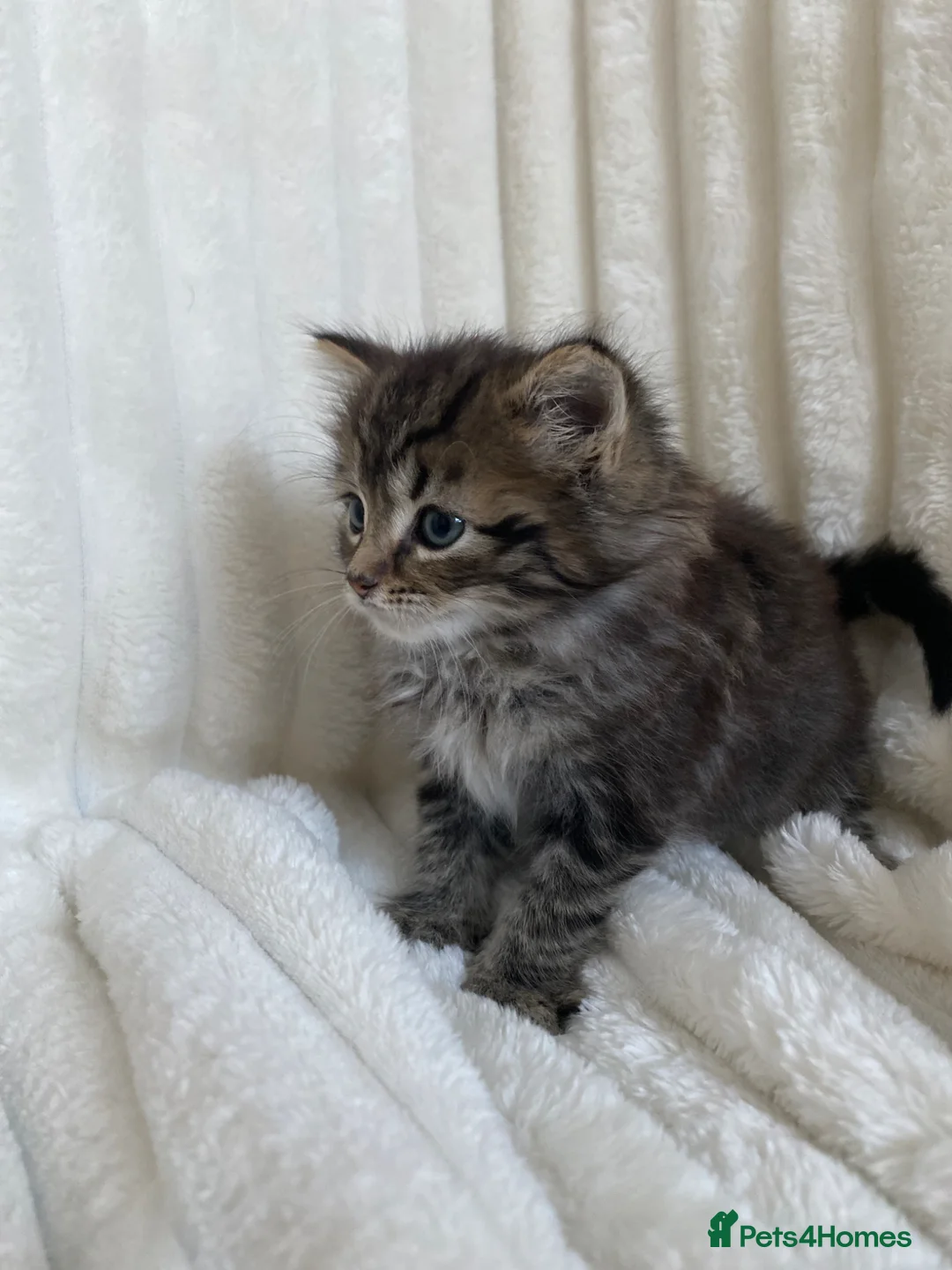 Mixed Breed cats for sale:  Cute Fluffy longhair kitten - Advert 2