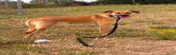 Mixed Breed dogs for adoption: Ree - Norwich Norfolk  - Advert 7