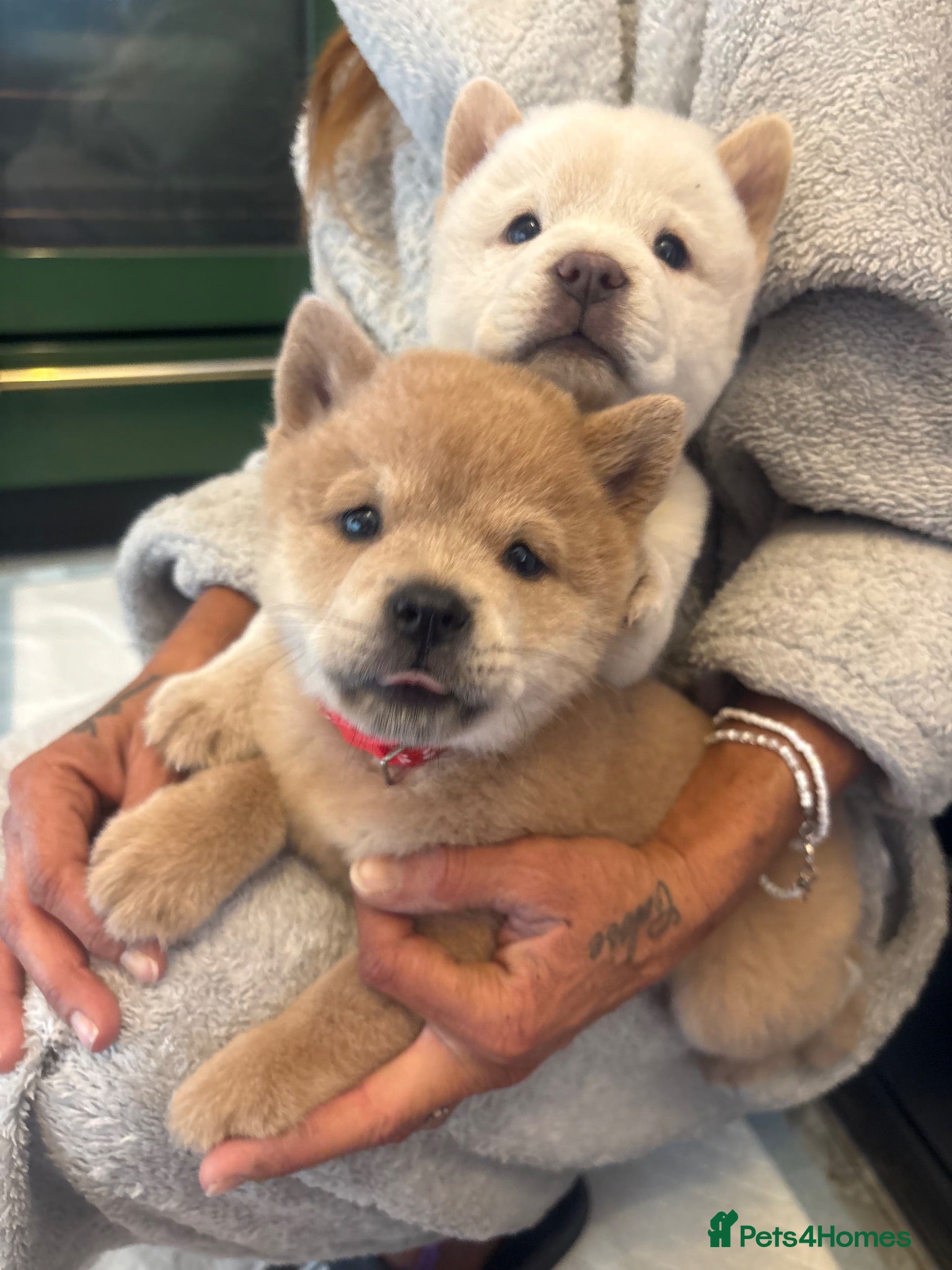 Chow Chow dogs Reduced please read ad!  - Advert 3