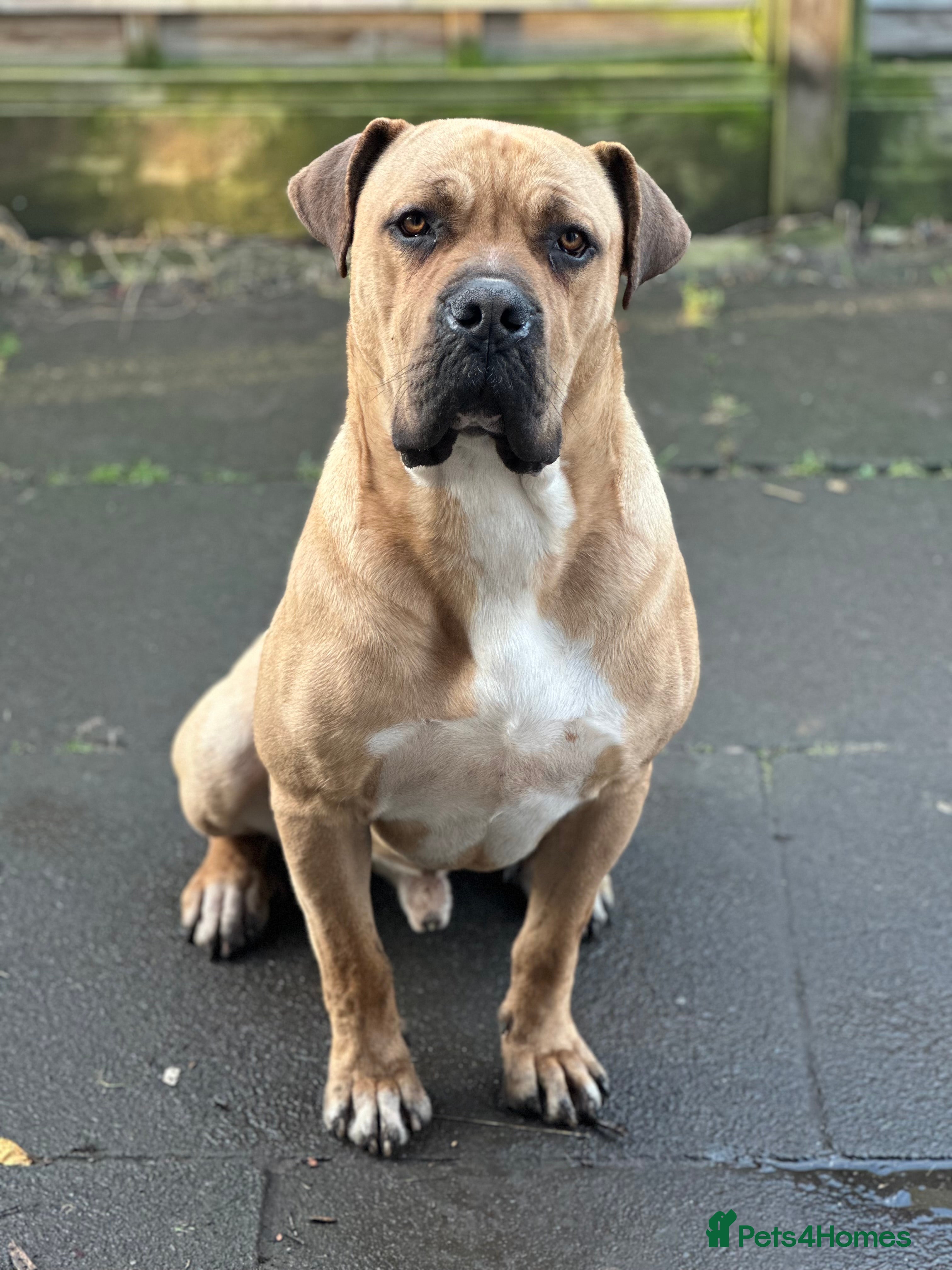 Boerboel dogs Boerboel  - Advert 2