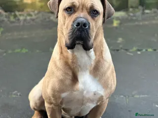 Boerboel dogs Boerboel - Advert 1