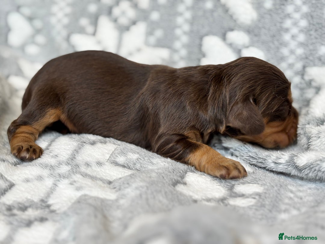 Cocker Spaniel dogs for sale: Champion bred KC health tested cockers  - Image 15
