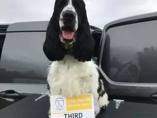 Cocker Spaniel dogs Full Show cocker spaniel Stud fully health tested - Advert 9