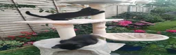 Mixed Breed cats for sale: Black kittens  - Advert 3