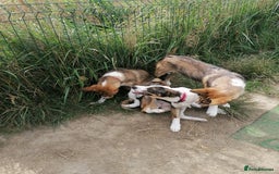 Mixed Breed dogs for adoption: 💖🐶 ZEENA 🐶💖 - Image 3