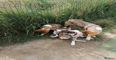 Mixed Breed dogs - Advert 7