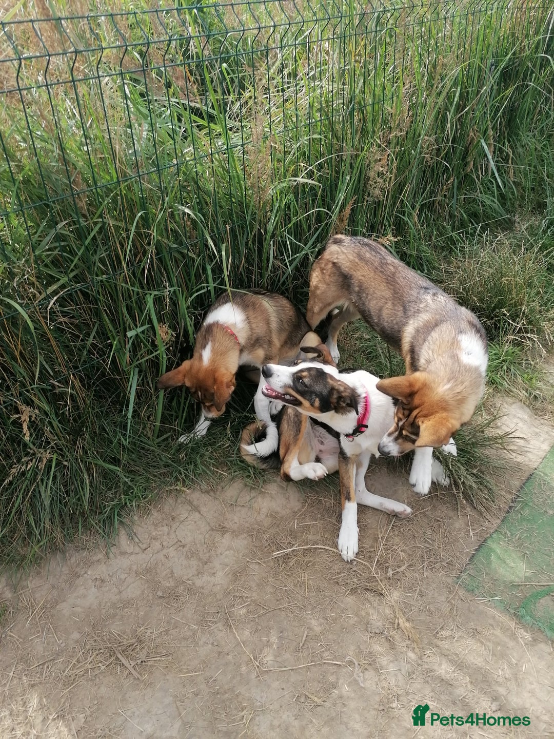 Mixed Breed dogs for adoption: 💖🐶 ZEENA 🐶💖 - Image 3
