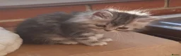 Persian cats for sale: Chocolate Box Kittens - Advert 10