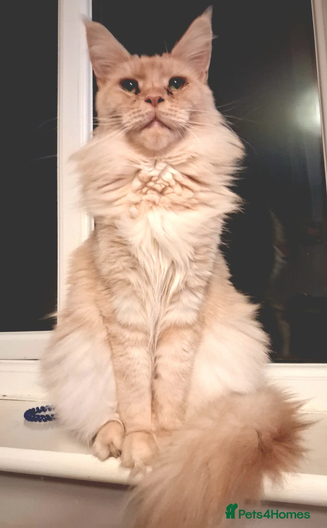 Maine Coon cats for sale: 4 purebreed maincoon babies  - Advert 1