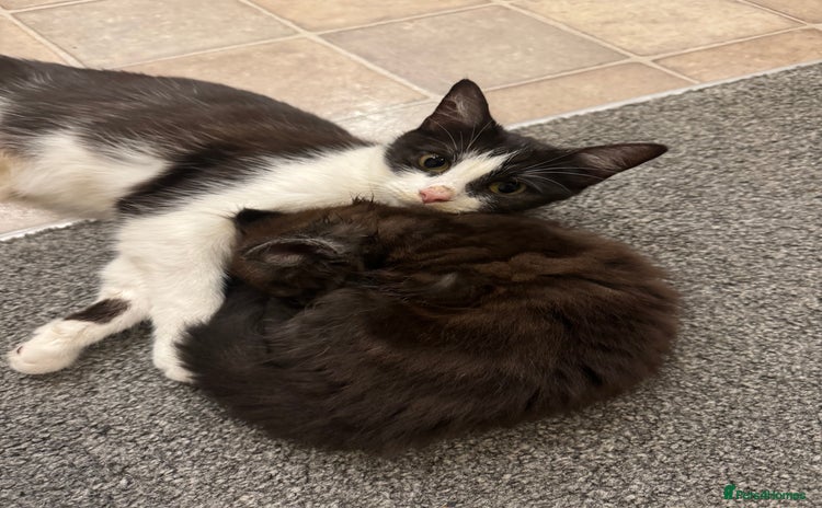 Mixed Breed cats - Advert 2