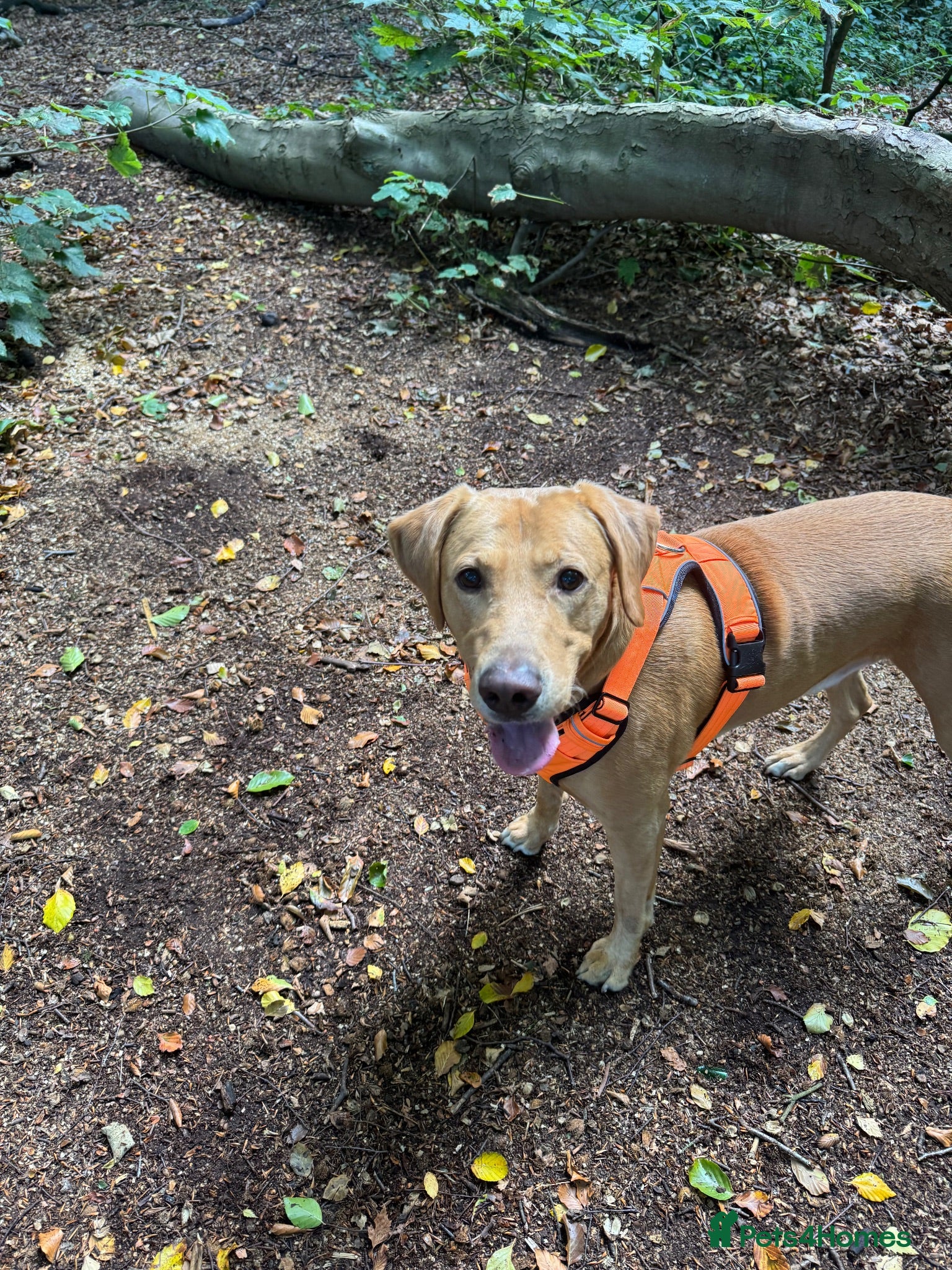 Labrador Retriever dogs Labrador for stud - Advert 13