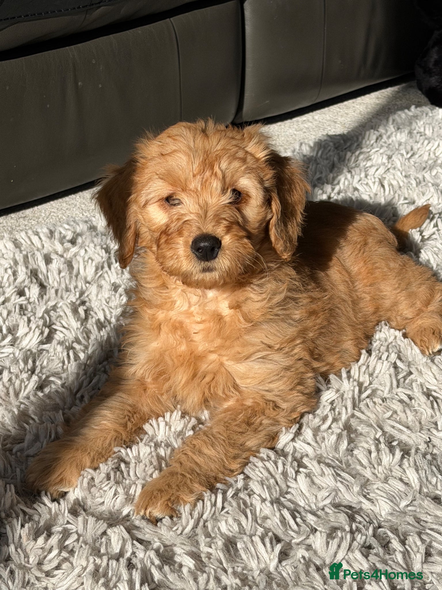 Mini Goldendoodle dogs One male one female health tested F1 gold puppies - Advert 1