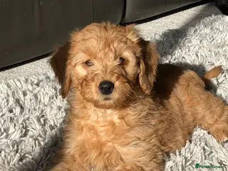 Mini Goldendoodle dogs One male one female health tested F1 gold puppies - Advert 1