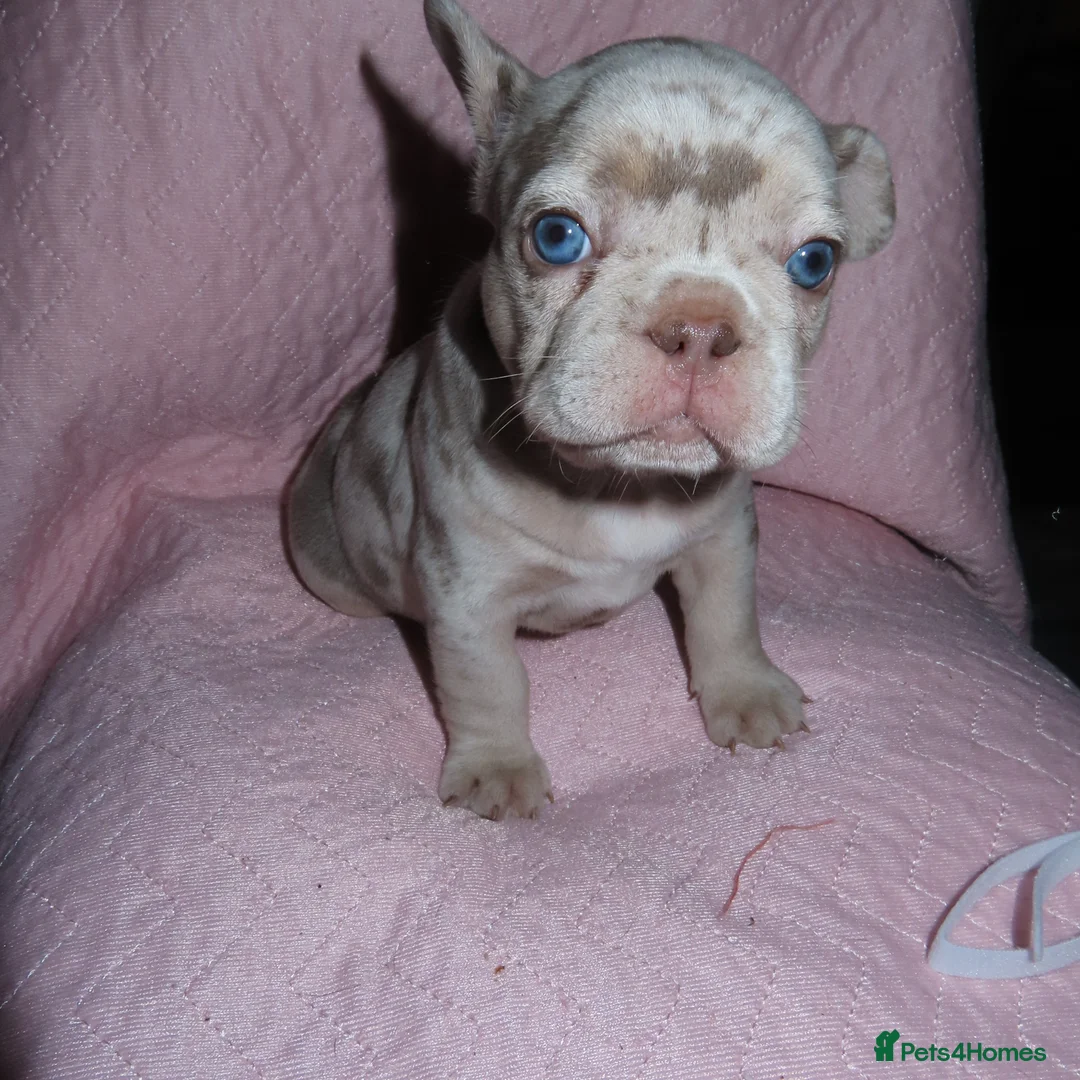 French Bulldog dogs for sale: French Bulldog Puppies Ready for Forever Home - Advert 2